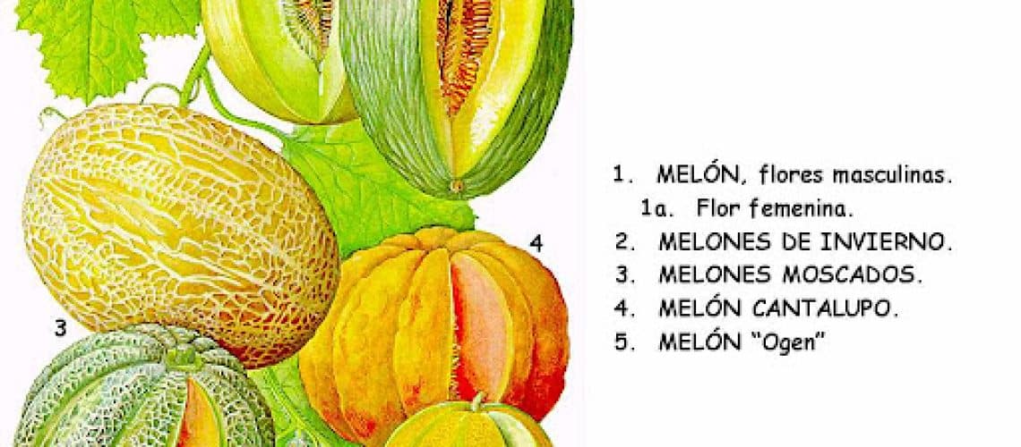 Melón, ¿Fruta u hortaliza? Carolina Mosquera