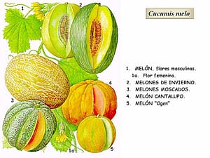 melon