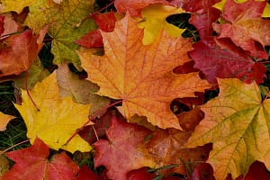 recetas otoño